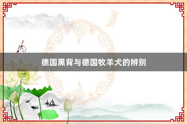 德国黑背与德国牧羊犬的辨别